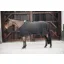 Kentucky Horsewear Fleece Cooler Rug Black